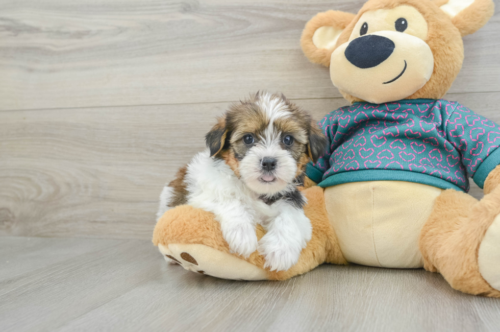 6 week old Shorkie Puppy For Sale - Lone Star Pups