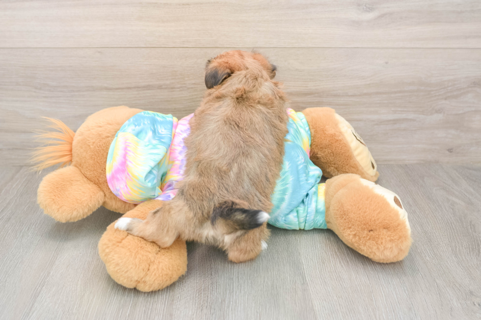 Shorkie Puppy for Adoption