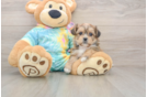 Smart Shorkie Designer Pup