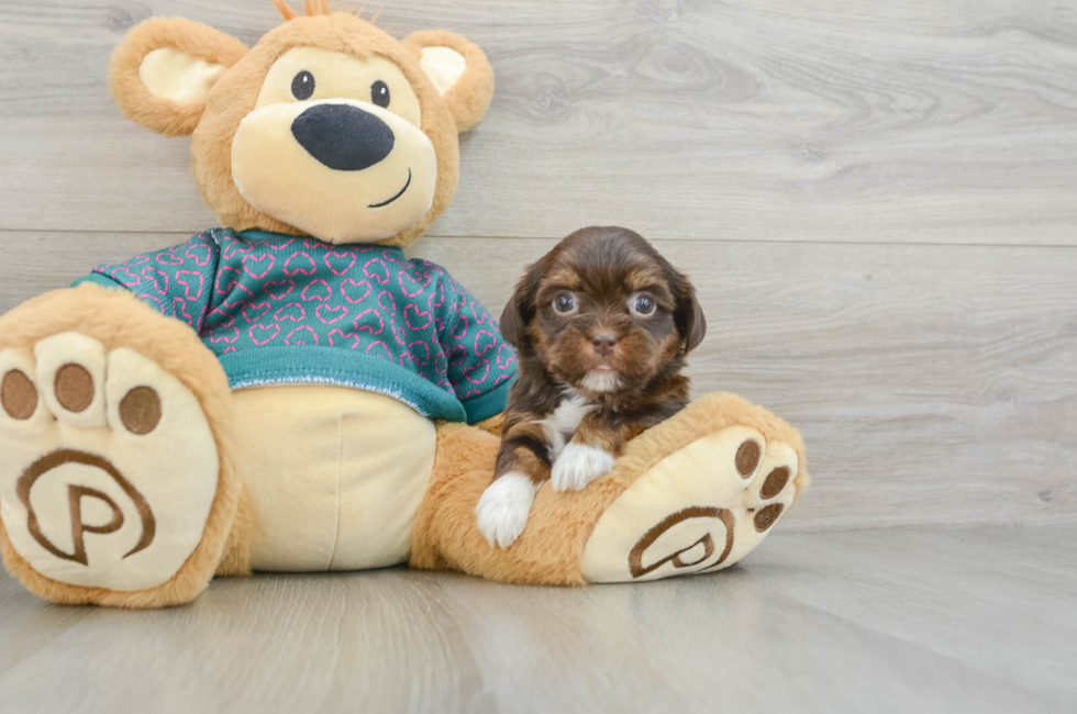 6 week old Shorkie Puppy For Sale - Lone Star Pups