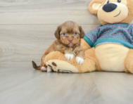 5 week old Shorkie Puppy For Sale - Lone Star Pups