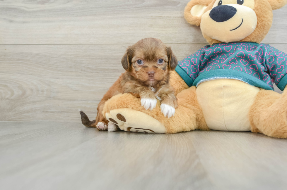 6 week old Shorkie Puppy For Sale - Lone Star Pups