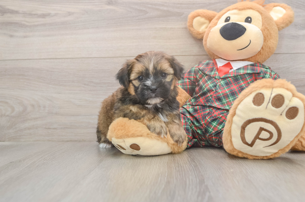 5 week old Shorkie Puppy For Sale - Lone Star Pups