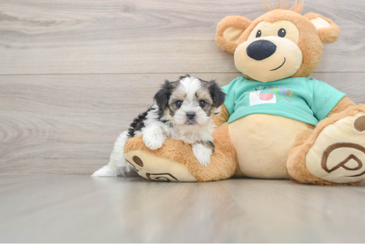 Shorkie Pup Being Cute