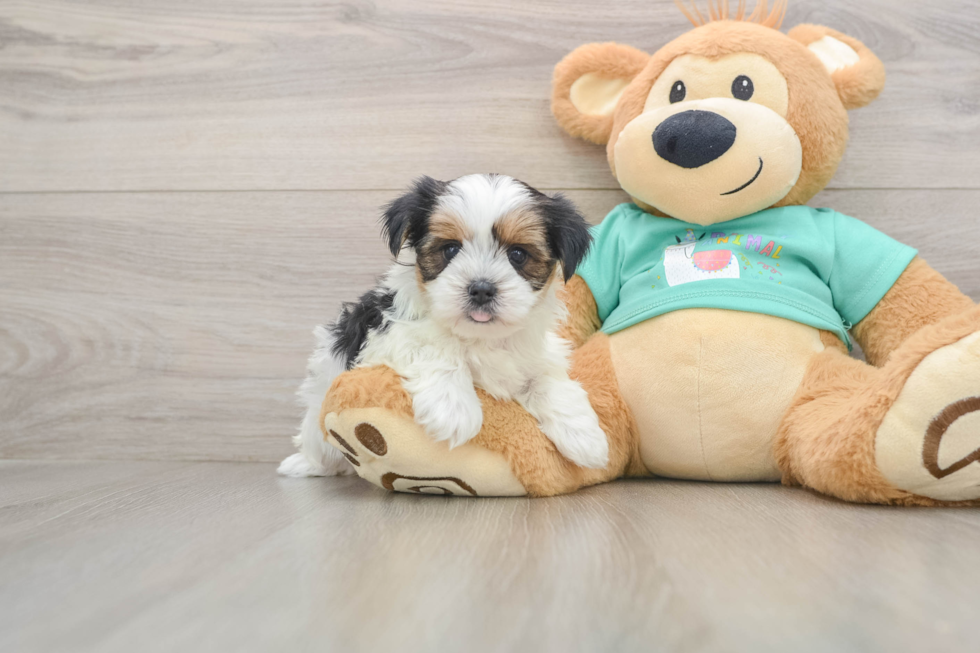 Shorkie Puppy for Adoption