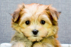 yorkie poo puppies for sale dallas tx puppies for sale in small breed pups for adoption in dallas houston tx louisiana yorkie poo puppies for sale dallas tx puppies for sale in small breed pups for adoption in dallas houston tx louisiana