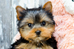 miniature yorkies for sale in louisiana puppies for sale in small breed pups for adoption in dallas houston tx louisiana miniature yorkies for sale in louisiana puppies for sale in small breed pups for adoption in dallas houston tx louisiana