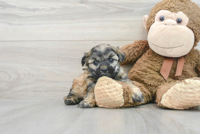 Meet Abbott - our Teddy Bear Puppy Photo 1/3 - Lone Star Pups