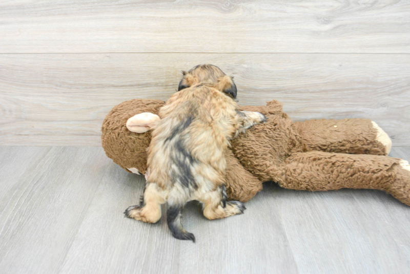 Meet Abbott - our Teddy Bear Puppy Photo 2/3 - Lone Star Pups