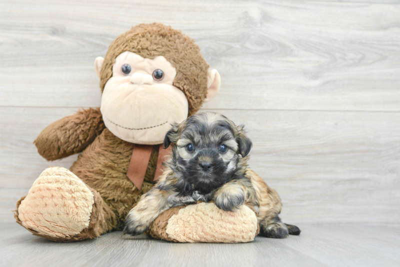 Meet Abbott - our Teddy Bear Puppy Photo 3/3 - Lone Star Pups