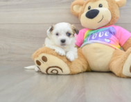 6 week old Teddy Bear Puppy For Sale - Lone Star Pups