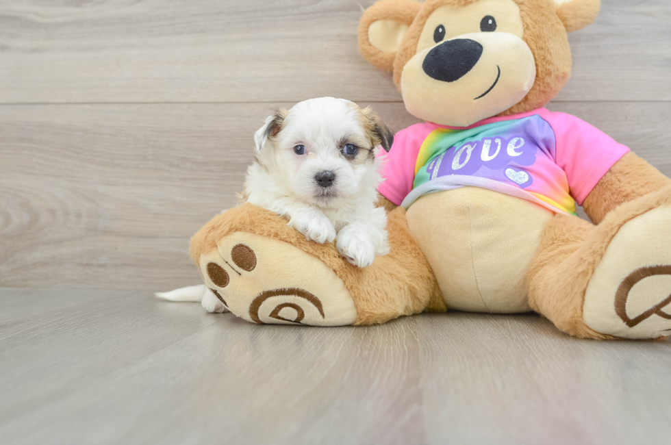 5 week old Teddy Bear Puppy For Sale - Lone Star Pups