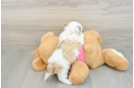 Funny Teddy Bear Designer Pup