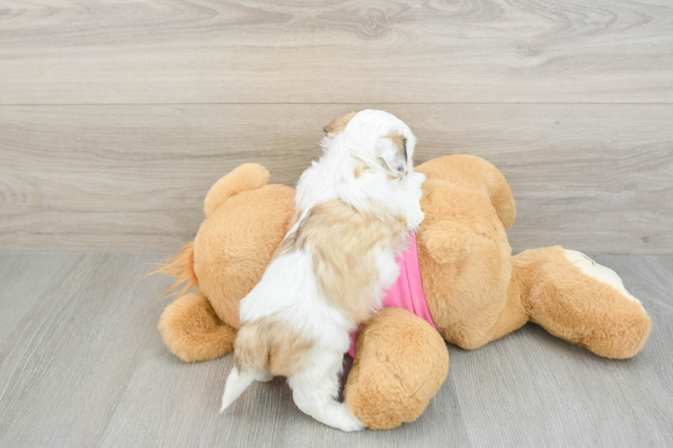 Funny Teddy Bear Designer Pup