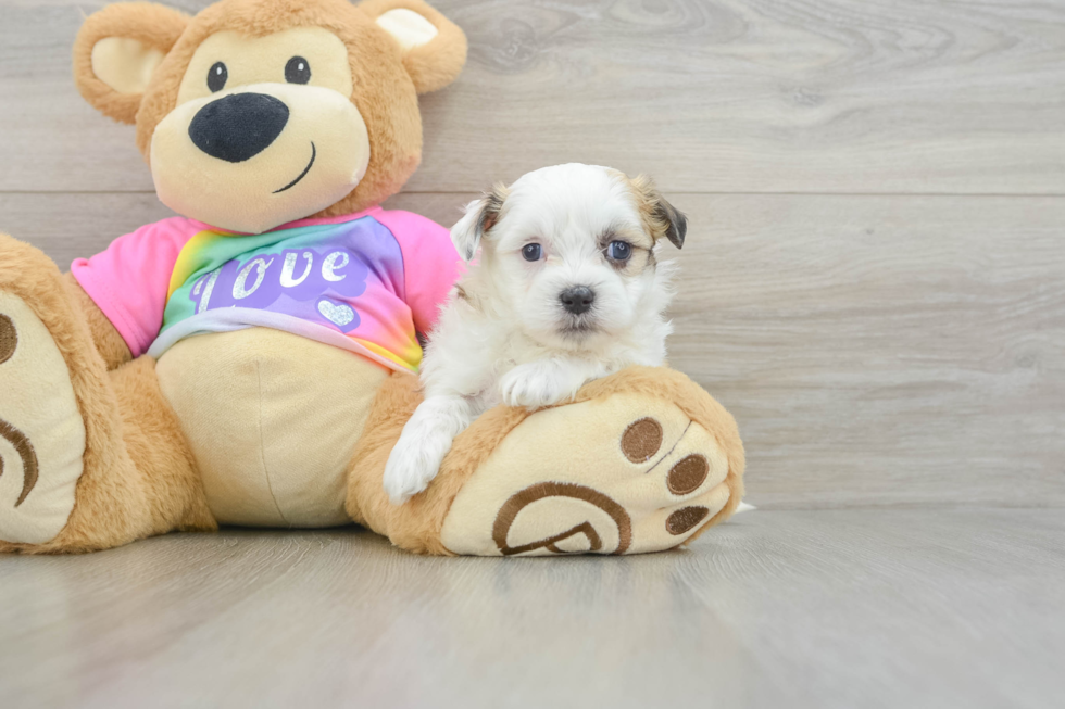 Teddy Bear Puppy for Adoption
