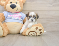 8 week old Teddy Bear Puppy For Sale - Lone Star Pups
