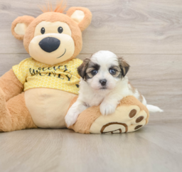 5 week old Teddy Bear Puppy For Sale - Lone Star Pups