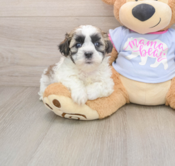 5 week old Teddy Bear Puppy For Sale - Lone Star Pups