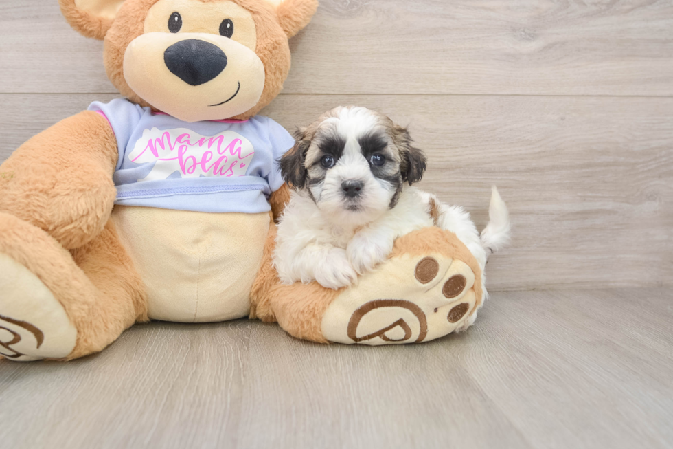 Best Teddy Bear Baby