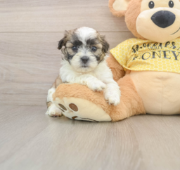 8 week old Teddy Bear Puppy For Sale - Lone Star Pups