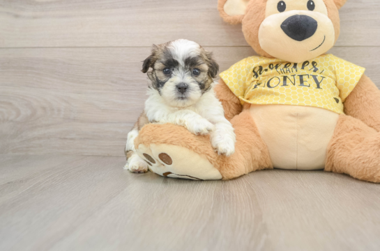 Happy Teddy Bear Baby