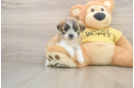Teddy Bear Puppy for Adoption