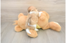 Adorable Shit Designer Puppy