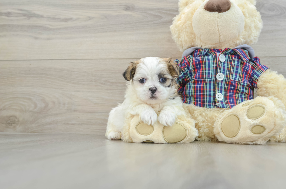 6 week old Teddy Bear Puppy For Sale - Lone Star Pups