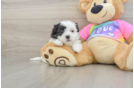 Friendly Teddy Bear Baby