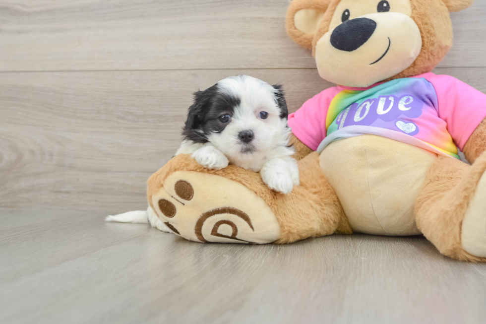 Friendly Teddy Bear Baby