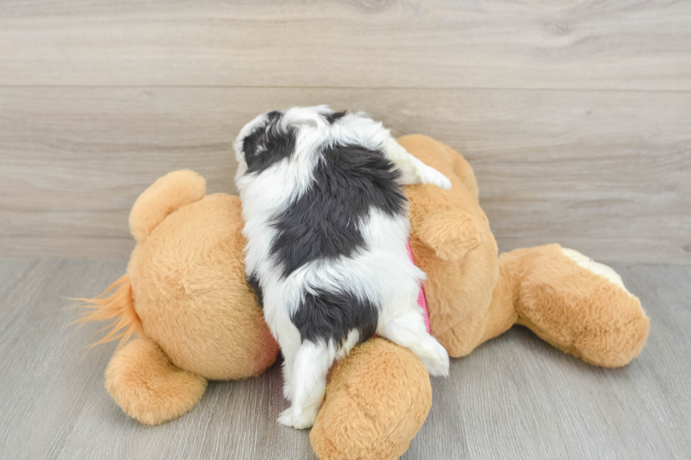 Teddy Bear Puppy for Adoption