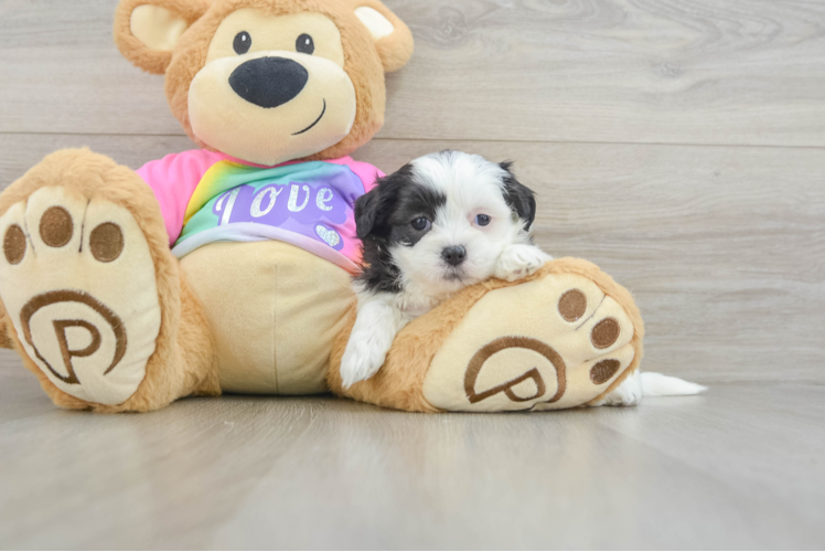 Adorable Shitzu Designer Puppy