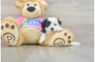 Adorable Shitzu Designer Puppy