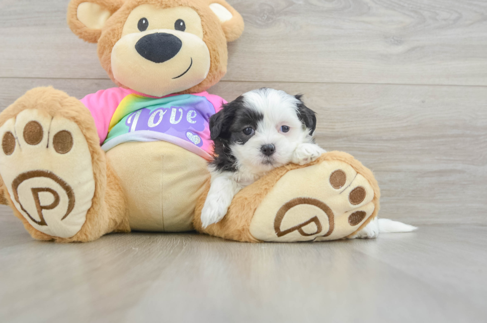 5 week old Teddy Bear Puppy For Sale - Lone Star Pups