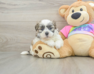 7 week old Teddy Bear Puppy For Sale - Lone Star Pups