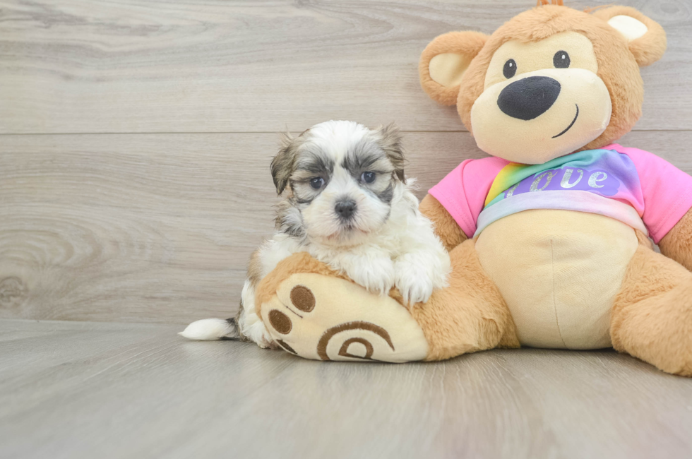 6 week old Teddy Bear Puppy For Sale - Lone Star Pups