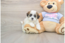 Playful Shitzu Designer Puppy