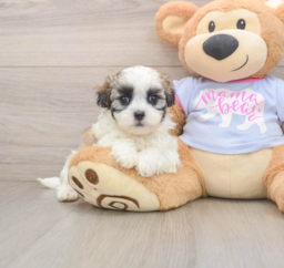 6 week old Teddy Bear Puppy For Sale - Lone Star Pups