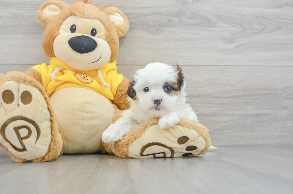 6 week old Teddy Bear Puppy For Sale - Lone Star Pups