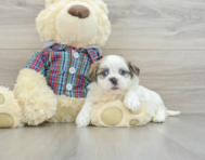 8 week old Teddy Bear Puppy For Sale - Lone Star Pups