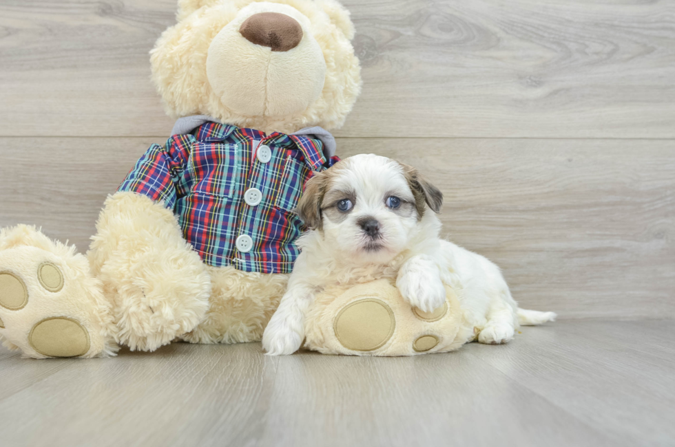 6 week old Teddy Bear Puppy For Sale - Lone Star Pups