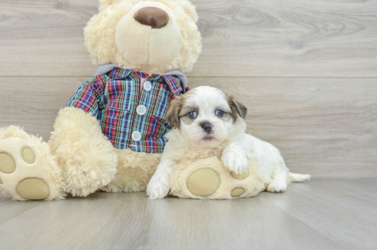 Teddy Bear Puppy for Adoption