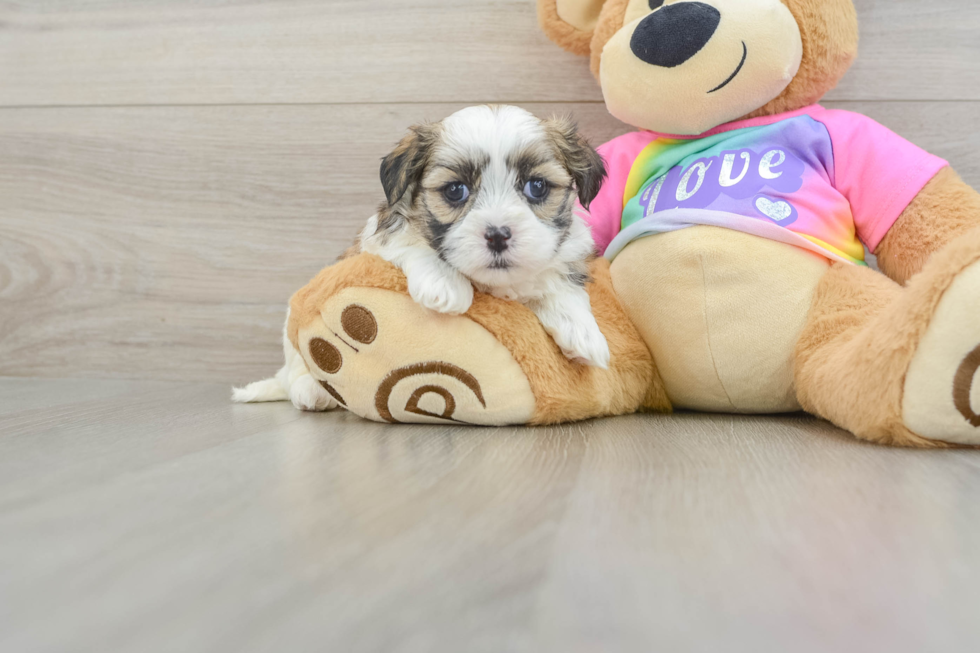 Teddy Bear Puppy for Adoption