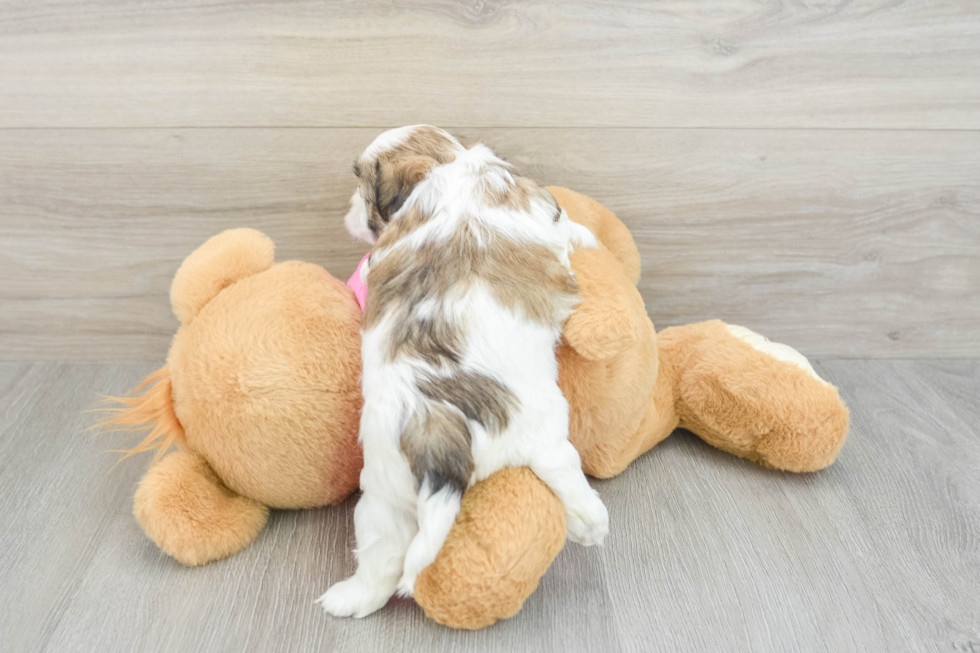 Sweet Teddy Bear Baby