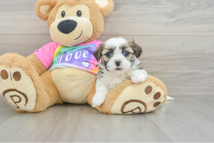 Popular Teddy Bear Designer Pup