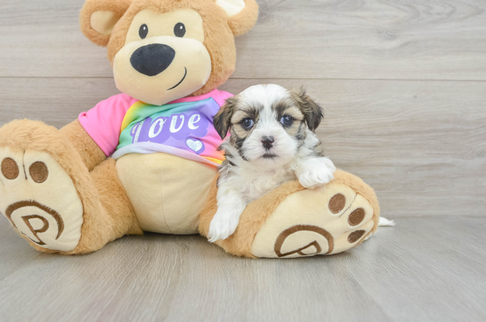 5 week old Teddy Bear Puppy For Sale - Lone Star Pups