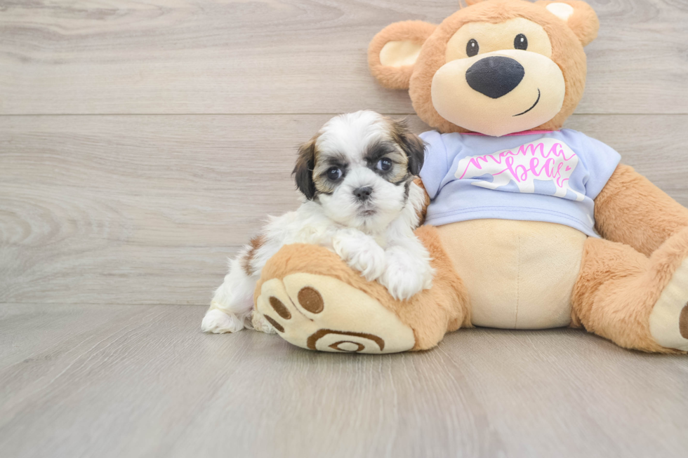 Teddy Bear Pup Being Cute
