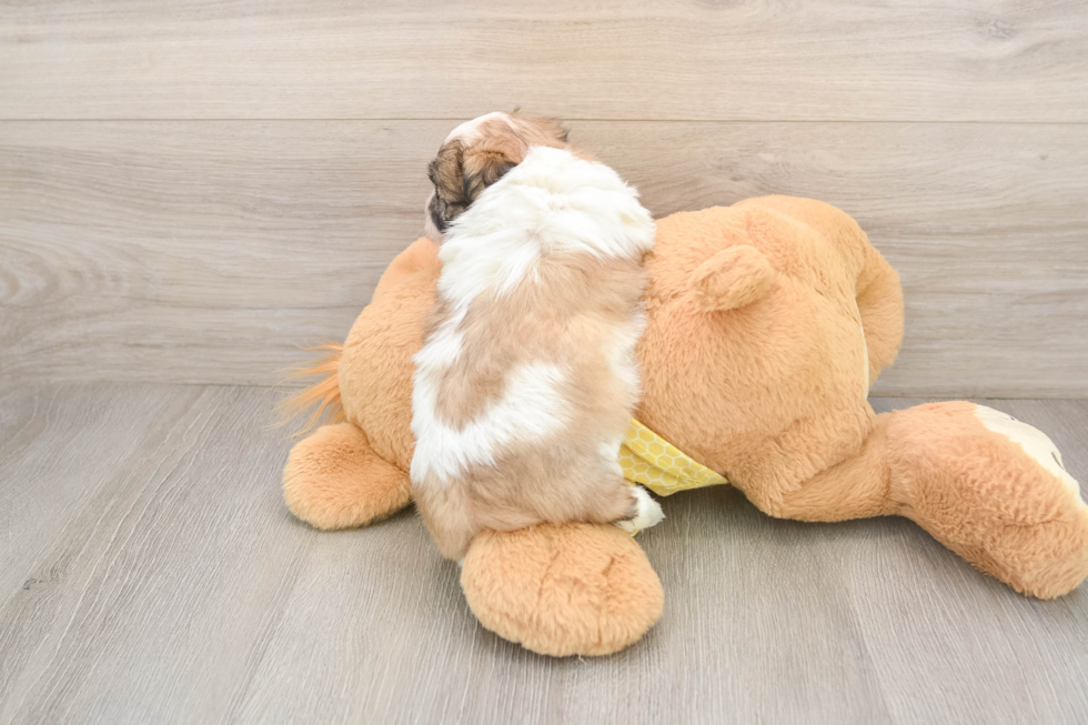 Energetic Shichon Designer Puppy