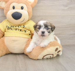 6 week old Teddy Bear Puppy For Sale - Lone Star Pups