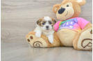 Smart Teddy Bear Designer Pup